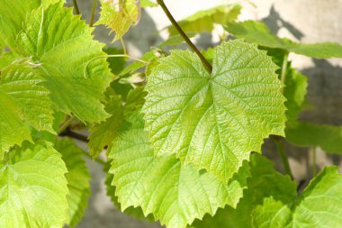 Üzüm yaprakları - Latince Vitis 'de - bahçede