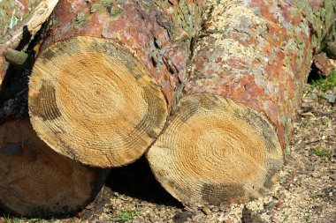 Çam ağacı. Ormanda arka plan için çam kütüğü