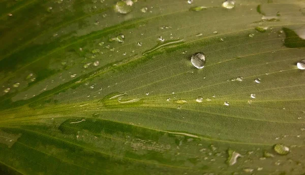 Ciemnozielone Liście Kroplami Wody Deszczu — Zdjęcie stockowe