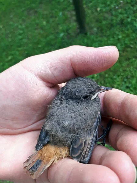 Молодая Птица Phoenicurus Ochruros Ладони — стоковое фото