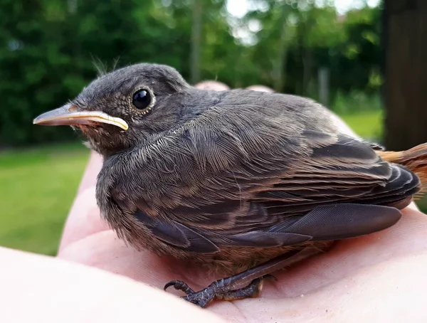 Молодая Птица Phoenicurus Ochruros Ладони — стоковое фото