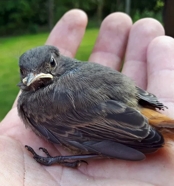 Молодая Птица Phoenicurus Ochruros Ладони — стоковое фото