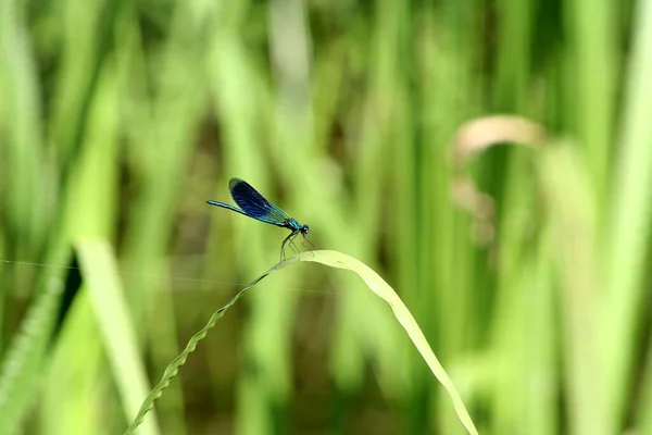 Colorful Dragonfly Plant Closeup Dragonfly Odonata Sitting Leaf Dragonfly Blue — Stock Photo, Image