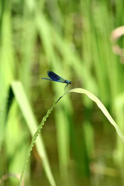 Las Damselflies Son Insectos Del Suborden Zygoptera Orden Odonata — Foto de Stock