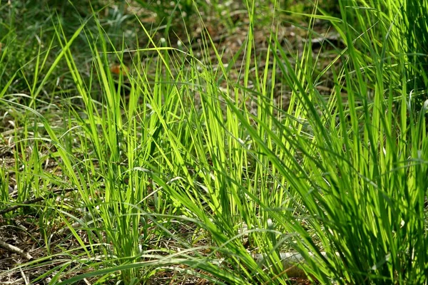 Prachtig Hoog Gras Het Bos Waarop Een Zonnestraal Valt — Stockfoto