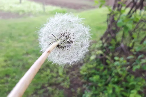 Macro Photo Nature Plant Fluffy Dandelion Blooming White Dandelion Flower — Stock Photo, Image