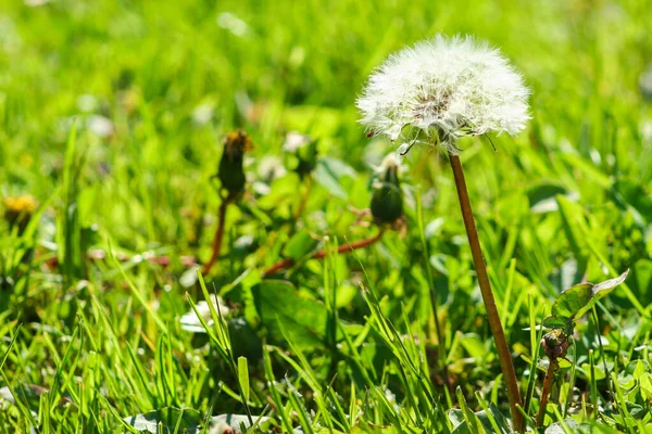 dandelion in the green grass. Spring and  summer concept. Close-up photo of ripe dandelion