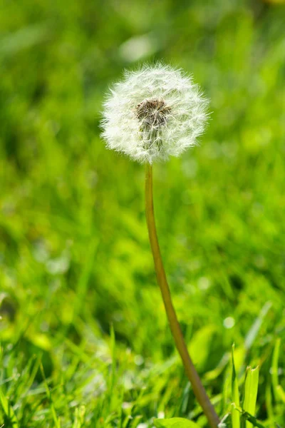 White Dandelion Flower Background Green Grass Vertical Photo — ストック写真