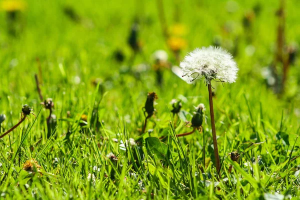 Close-up photo of ripe dandelion. White flowers in green grass. Closeup of fluffy white dandelion in grass with field flowers.