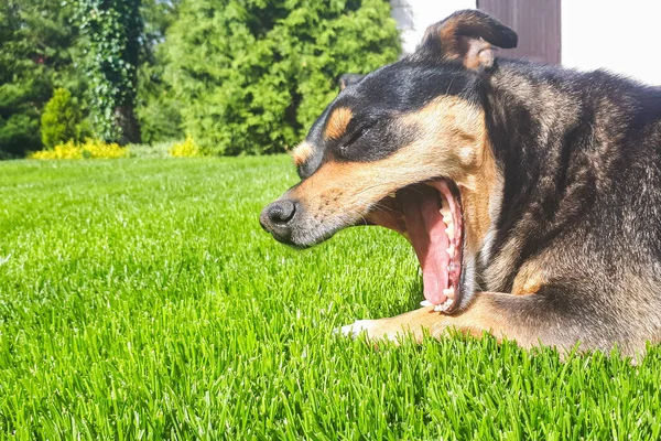 Black dog open mouth. Funny dog resting on meadow