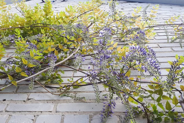Flowering Wisteria plants on house wall background.