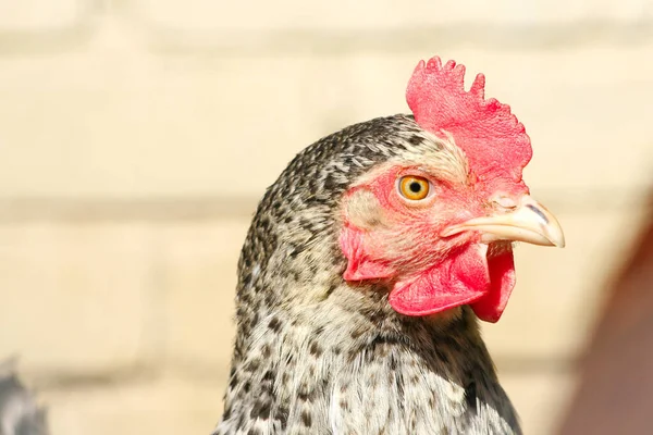 Tête Poulet Blanche Sur Fond Bokeh — Photo