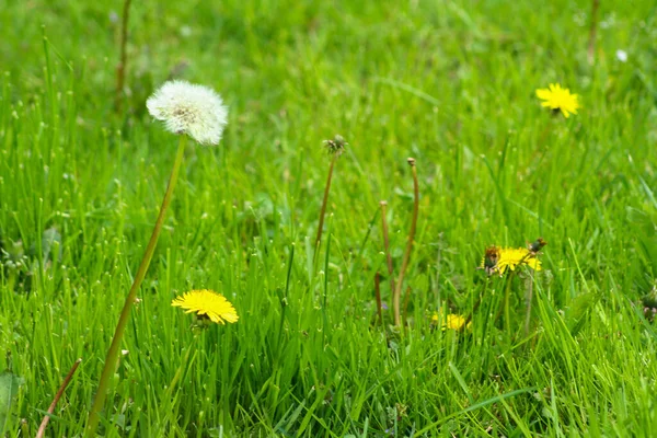 Nahaufnahme Von Reifem Löwenzahn Weiße Blumen Grünen Gras — Stockfoto