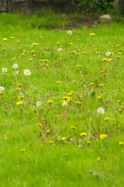 Löwenzahnfeld Flauschiger Löwenzahn Hintergrund Ein Teil Einer Wiese Schöne Weiße — Stockfoto