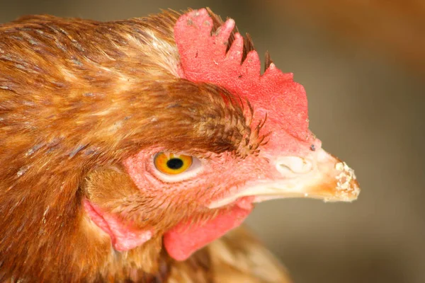 Gros Plan Tête Tête Macro Oeil Poulet Ferme — Photo