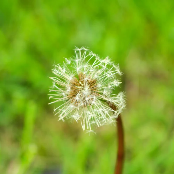 緑の牧草地にタンポポの種子頭 ぼやけた自然背景 — ストック写真