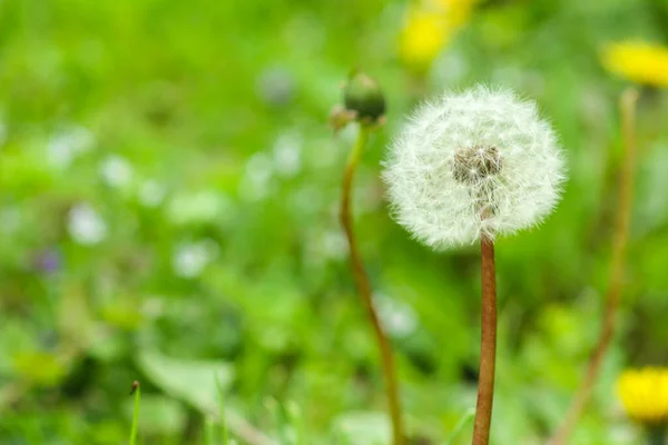 緑の牧草地にタンポポの種子頭 ぼやけた自然背景 — ストック写真