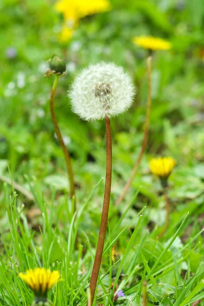 Vertical Dandelion Grass Blurred Background — Stock Photo, Image