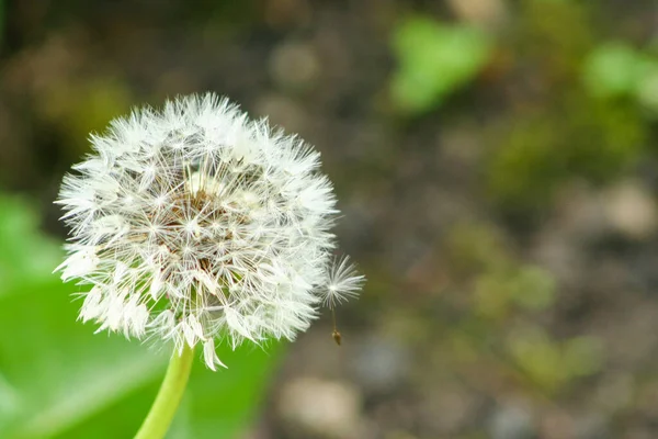 Kırpılmış Karahindiba Çiçekleri Doğa Arkaplanı — Stok fotoğraf