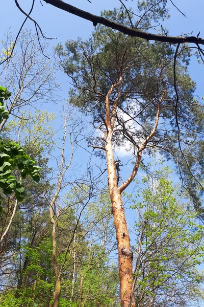 Zweige Eines Baumes Mit Jungen Blättern Vor Blauem Himmel Einem — Stockfoto