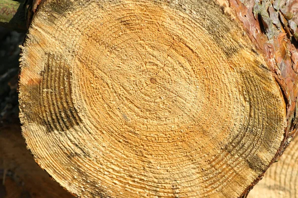 Çam Ağacı Ormanda Arka Plan Için Çam Kütüğü — Stok fotoğraf