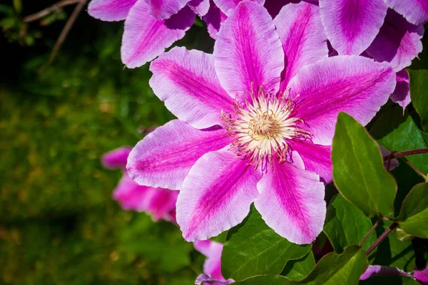 Flores Vinhas Clematis Perenes Jardim Lindas Flores Clematis Perto Casa — Fotografia de Stock