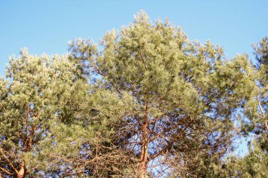 Polonya 'da bahar ormanı. Açık hava doğal manzara arka planı.