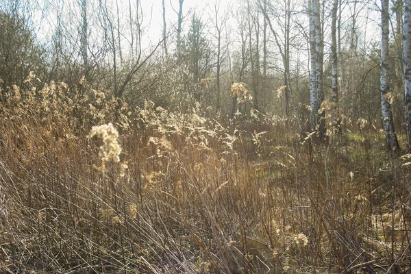 Frühlingswald Polen Outdoor Natürliche Landschaft Hintergrund — Stockfoto
