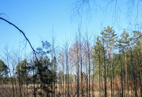 Wiosenny Las Polsce Zewnętrzny Krajobraz Naturalny — Zdjęcie stockowe