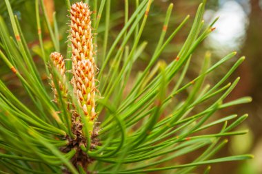 Yüzeysel fotoğraf derinliği, odak noktasında sadece küçük kozalaklı koni, genç yeşil köknar ağacı.