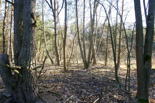 Spring Δάσος Στην Πολωνία Υπαίθριο Φυσικό Τοπίο Φόντο — Φωτογραφία Αρχείου