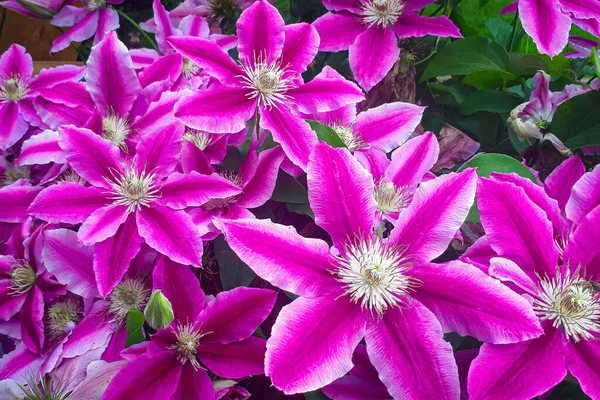 Clematis Bloem Backfround Bloemenkop Van Dichtbij Roze Bloemenpatroon — Stockfoto