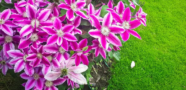 Rosa Viola Fiore Clematide Con Spazio Copia Erba Verde Giardino — Foto Stock