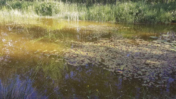 Küçük Gölet Bitkileri Lkbaharda Gölet Bahçeleri — Stok fotoğraf