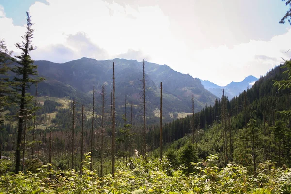 Berglandschap Tatra Gebergte Uitzicht Polen Berg Backgroud Outdoor Scenic Zomer — Stockfoto