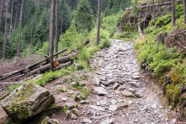 Mountain path landstape in Tatra Mountains, Europe, Poland. Rock path or valley in mountain. Green nature background. Travel concept.