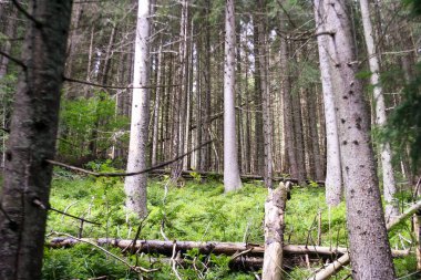 Polonya 'daki Tatra Dağı' nda ölü ağaçlar. Eski orman. Ekoloji hasarlı manzara.