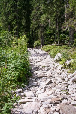 Polonya 'daki Tatra Dağları' ndaki dağa giden yol.