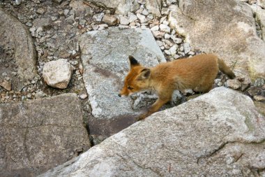 Polonya 'daki dağ vadisinde genç bir kızıl tilki. Bebek Lonley ve kayıp hayvan.
