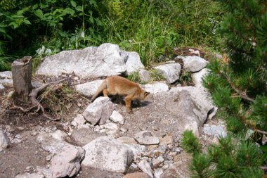 Polonya 'daki dağ vadisinde genç bir kızıl tilki. Bebek Lonley ve kayıp hayvan.