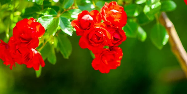 Rosas Rojas Florecen Jardín Flores San Valentín Aire Libre Fondo — Foto de Stock