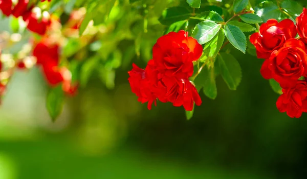 Rosas Rojas Florecen Jardín Flores San Valentín Aire Libre Fondo — Foto de Stock