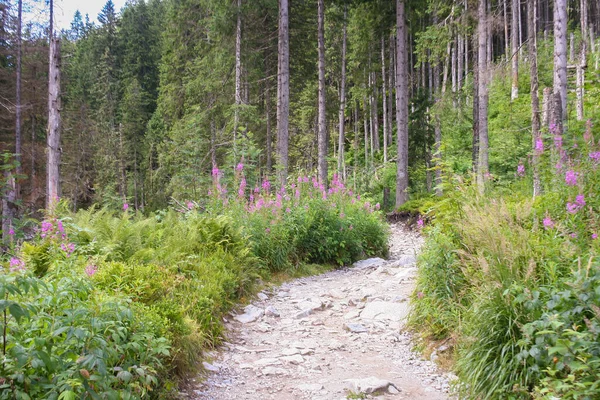 Path to the mountain in Tatra Mountains, Poland.