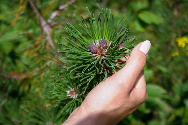 Kvinnan Håller Hand Gren Gran Med Små Kottar — Stockfoto