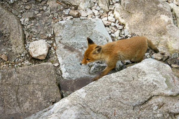 Polonya 'daki dağ vadisinde genç bir kızıl tilki. Bebek Lonley ve kayıp hayvan.