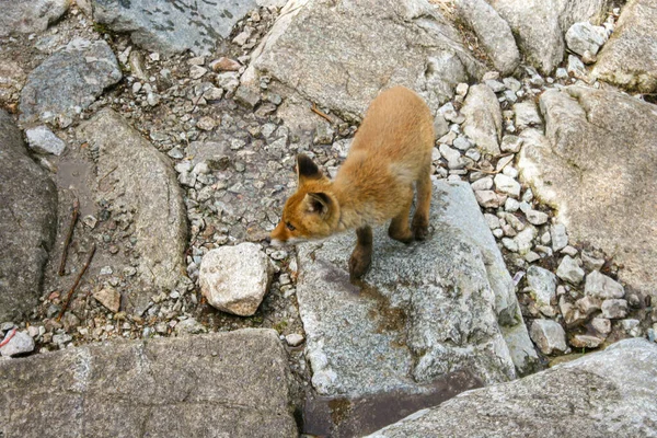 Polonya 'daki dağ vadisinde genç bir kızıl tilki. Bebek Lonley ve kayıp hayvan.