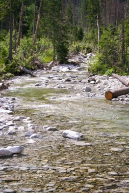 Dağ nehri manzarası. Dağda akan su. Tatra Dağları manzaralı. Doğal park ve dağ deresi.