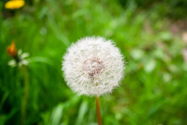 Pollen Blomma Med Ljusa Vårfärger Vackra Vita Maskros Gräsmatta — Stockfoto