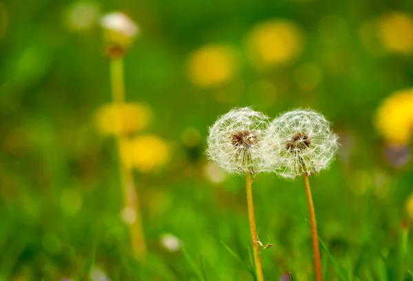 Kwiat Pyłku Jasnymi Wiosennymi Kolorami Piękny Biały Mniszek Trawniku — Zdjęcie stockowe
