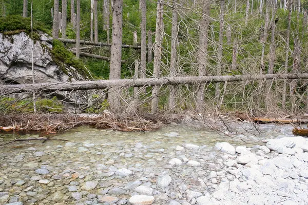 Bergrivierlandschap Vloeiend Water Bergen Tatra Gebergte Uitzicht Natuurpark Bergbeek — Stockfoto